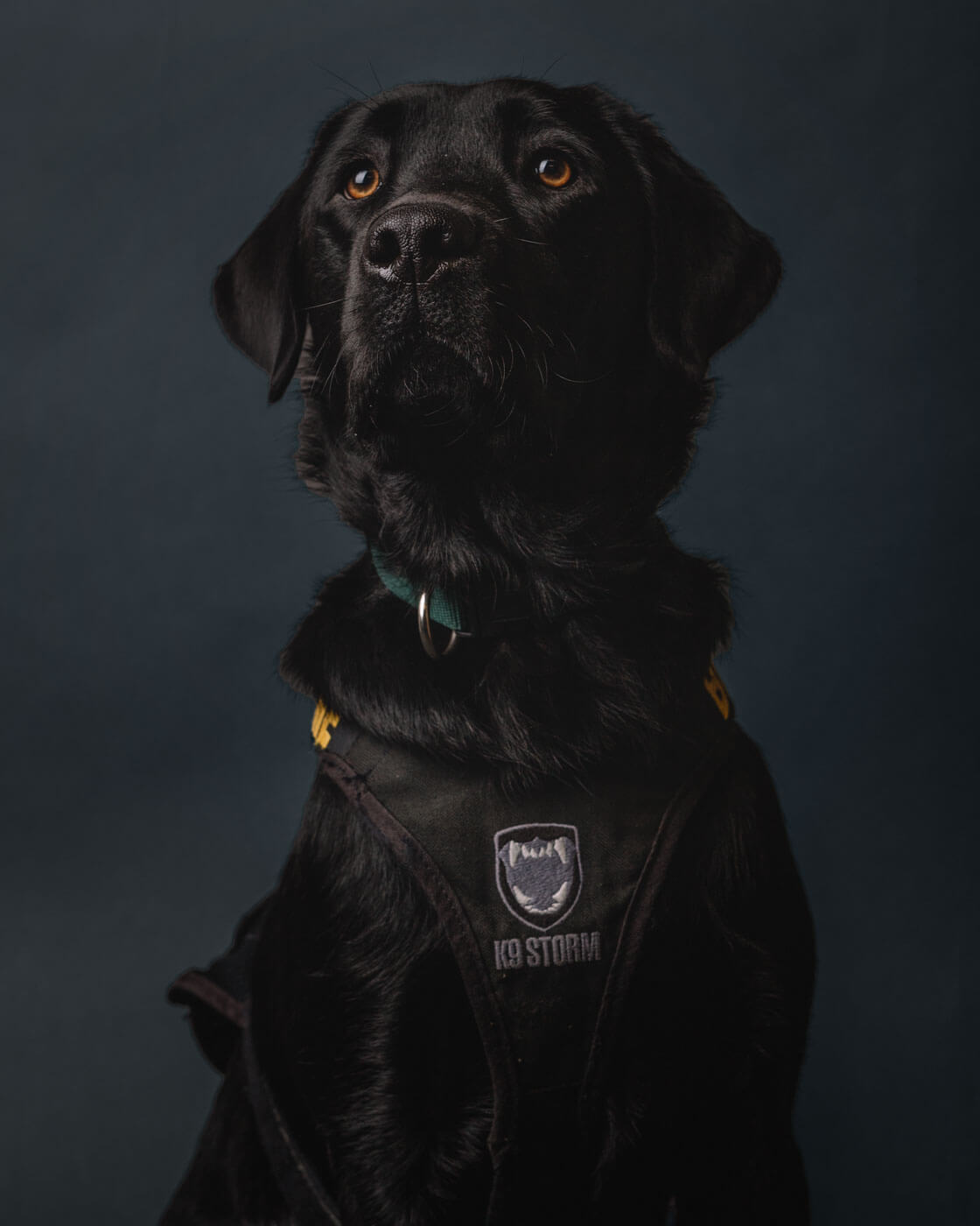 Professional photo of black dog in K9 Storm gear – creative design by Chez Koop, Steinbach Manitoba